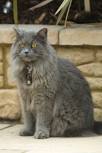 Grey-British_Longhair_by-StuBramley