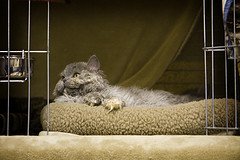 Longhair_Selkirk_Rex_Flickr_Photo_by_rockmixer