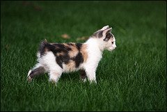 Manx_Kitten_Flickr_Photo_by_francesco.ita