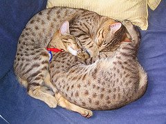 Ocicat_Flickr_Photo_by_seahauckland