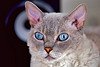 Shorthair_Selkirk_Rex_Flickr_Photo_sm_by_David_Blackwell