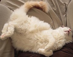 Turkish_Van_Flickr_Photo_by_Peppergroyne